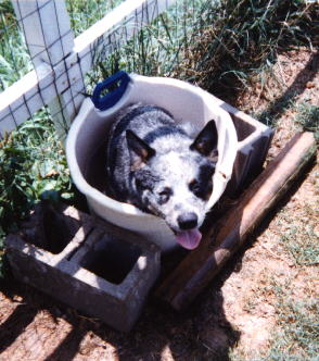 Boomer in a bucket!